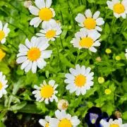 daisy*の画像