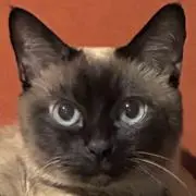 ぴのこの画像