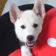 しなちくの画像