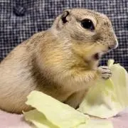 リチャ