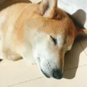 加藤の画像