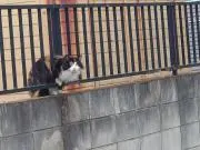 あしゅの画像
