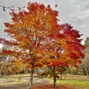 みかんの画像