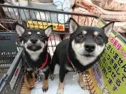 ぁぃっ