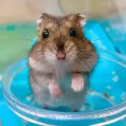 はむの画像