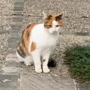 パズ