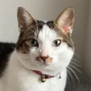 おかわCatsの画像