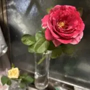 ふくみん