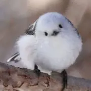 シマエナガの画像