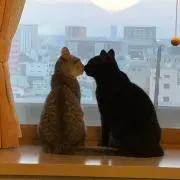 紫苑楓