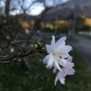 さつまいもの画像