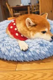 bonbonroomの画像