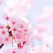 さくらん。の画像