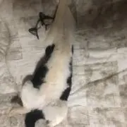 ころらどの画像