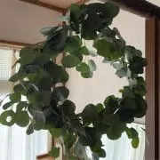 よもぎもちの画像