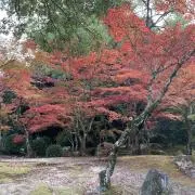 SHOWの画像