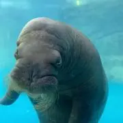 コガの画像