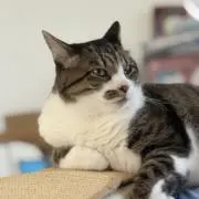 り