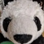 あんパンたぬき