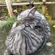 TAROの画像