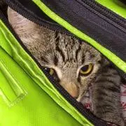 ぽんず