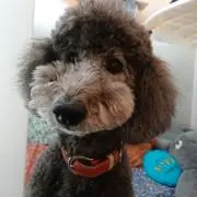 ペルソラの画像