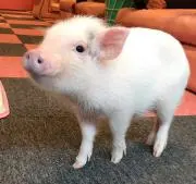 マコ