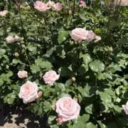 a♡即購入可の画像