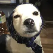 みく