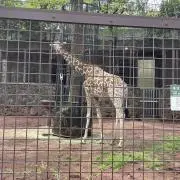 【プロフ必読】　セグレイブの画像