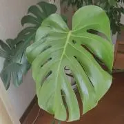 Y'sgardenの画像