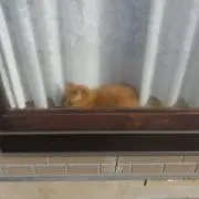 18の画像