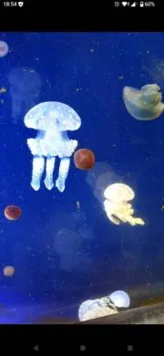 ウッウさんの画像