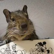 匿名発送 まとめ買い歓迎 e*の画像