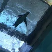 ひ