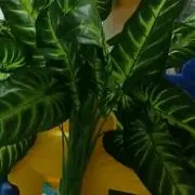 notoの画像