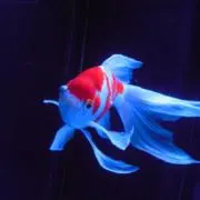 ポン太の画像