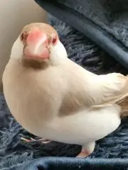 junrainの画像