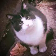 aki