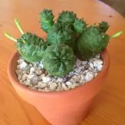 ケロリズムの画像