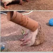 はるぴの画像