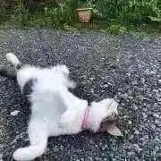 むぎぽん