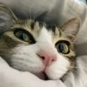 t-Goodの画像