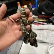 ゼット