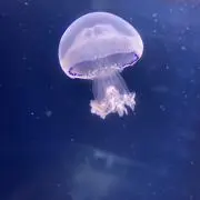 お猿のモンキーの画像