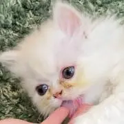 あちゃ☆