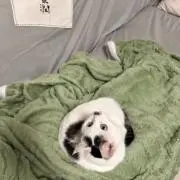 Yileの画像