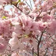 かもみーるの画像