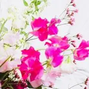 ピンクのスイトピーの画像