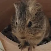 ココアの画像